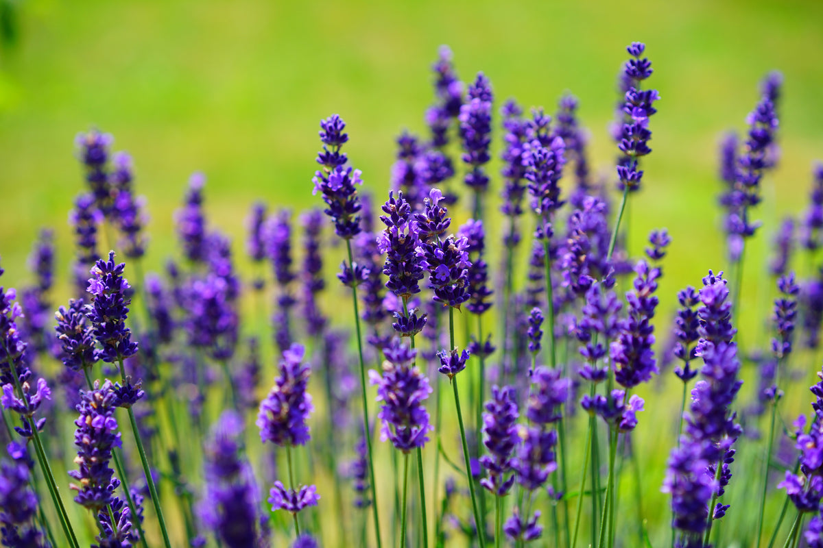 framedposter-print-beautiful-lavender