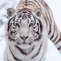 9-piece-acrylic-print-the-king-tiger