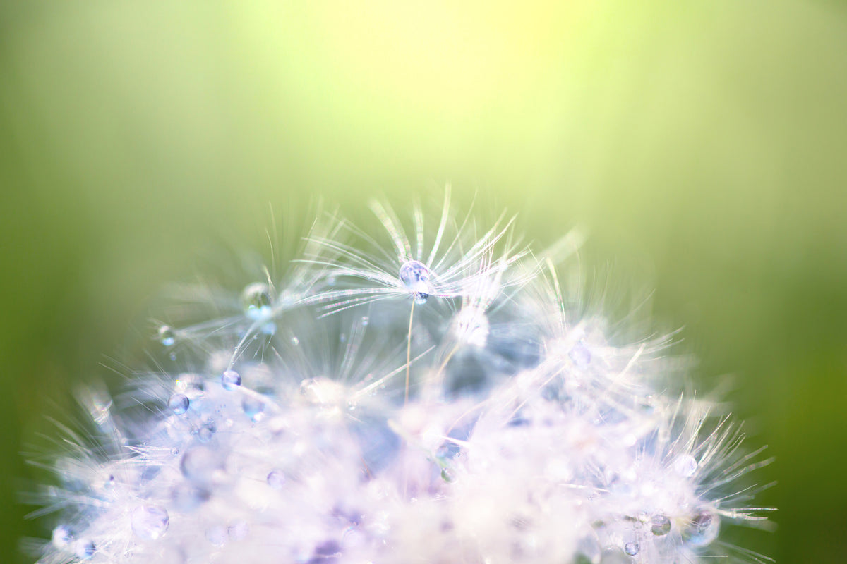 3-piece-acrylic-print-dandelion-xl-in-morning-dew