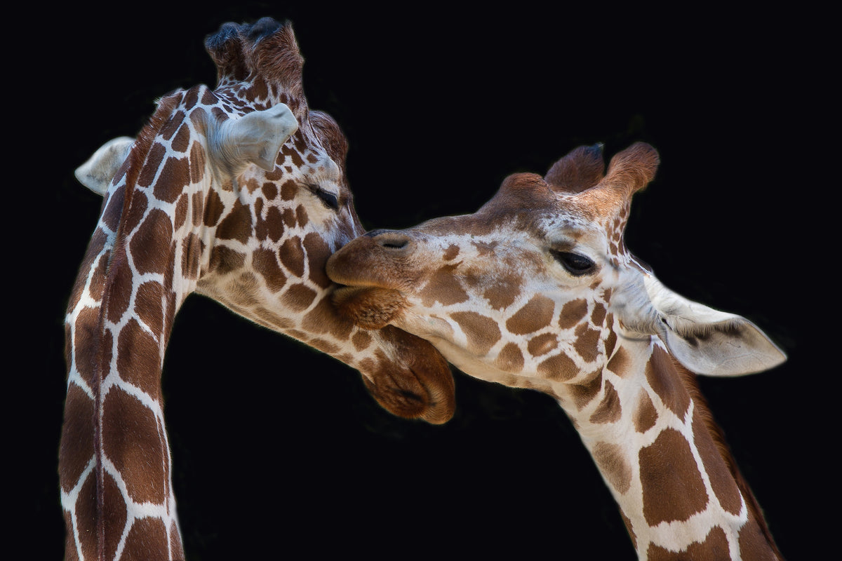 framedposter-print-the-kiss-x