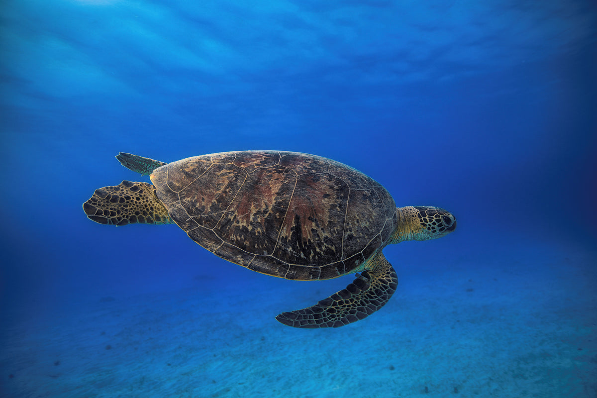 aluminium-print-green-turtle-in-the-blue