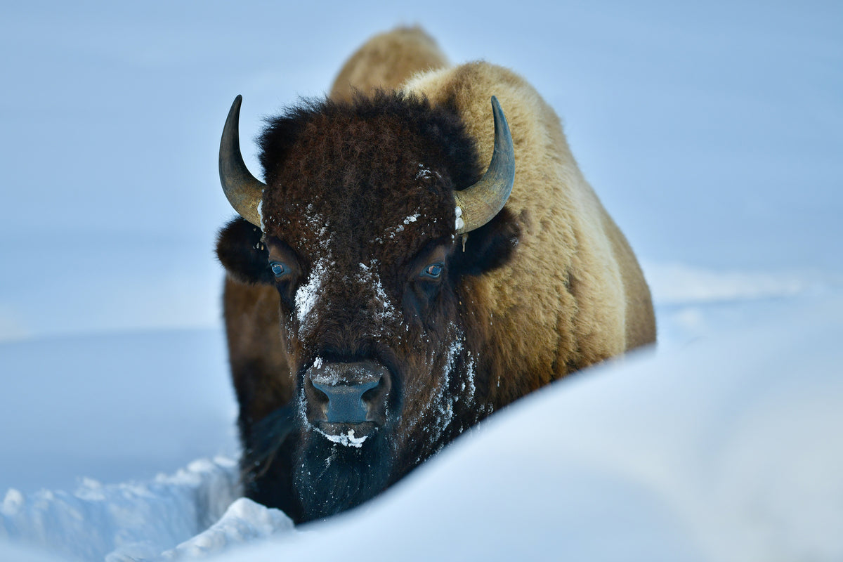 canvas-print-winter-bison
