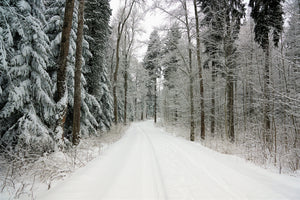 canvas-print-snow-in-the-forest