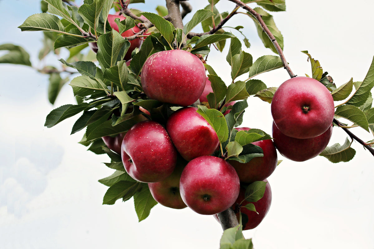 framedposter-print-close-up-apple-tree