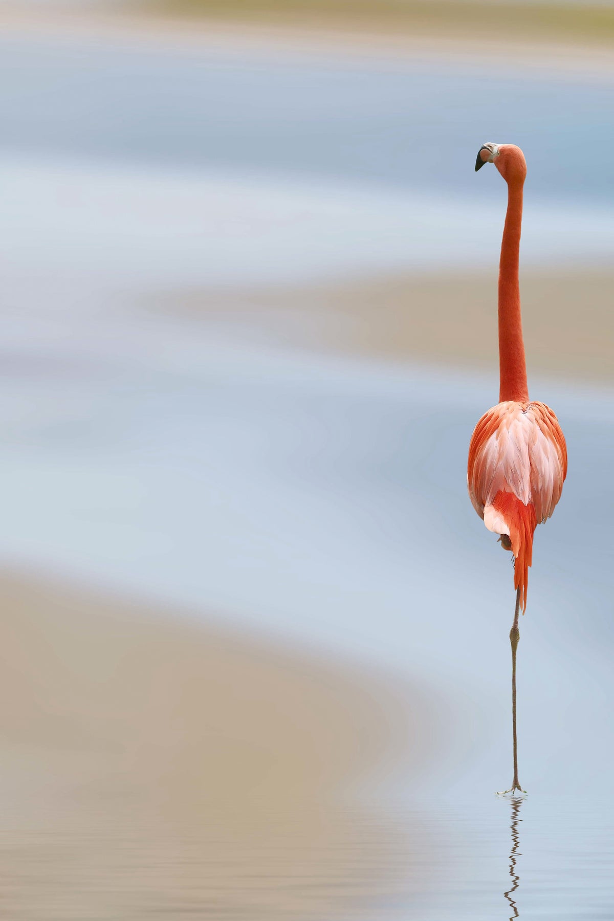 framedposter-print-red-flamingo