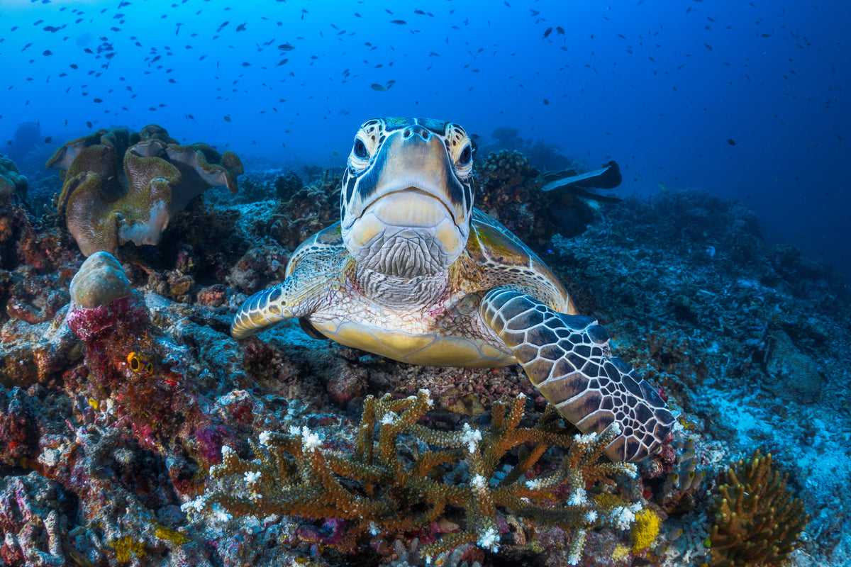 framedposter-print-face-to-face-with-a-green-turtle-x