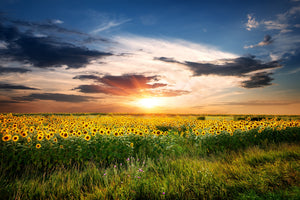 framedposter-print-a-field-of-sunflowers