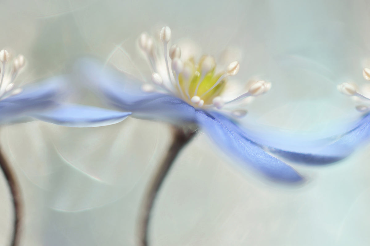 acrylic-print-dancing-anemones