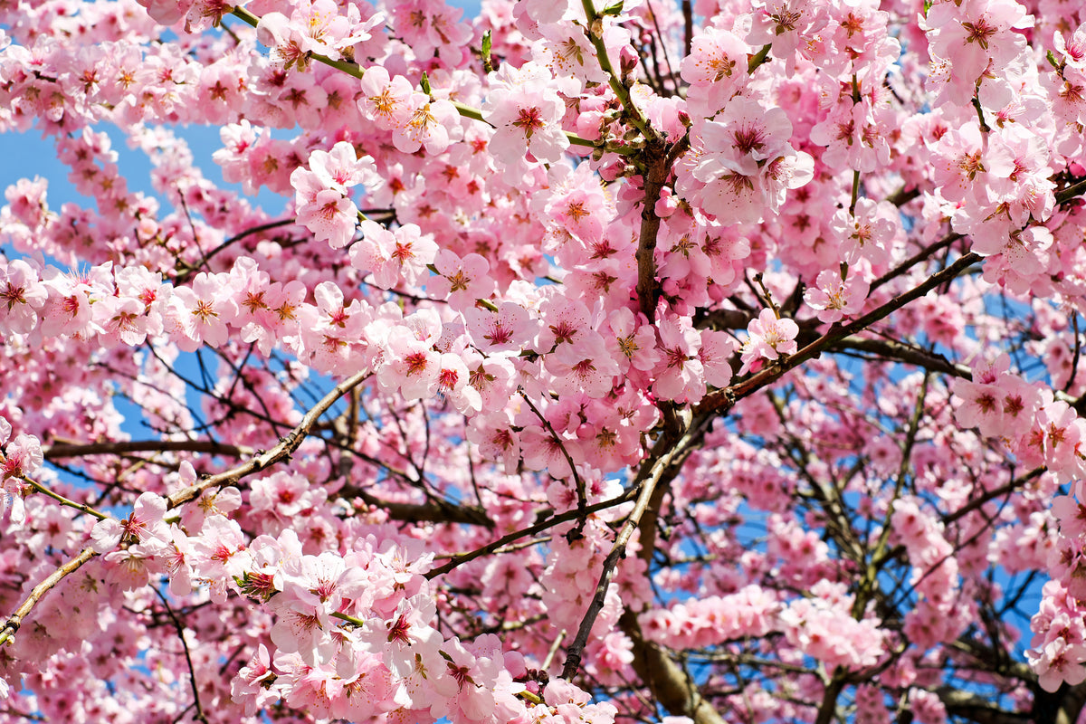 canvas-print-wonderful-japanese-cherry