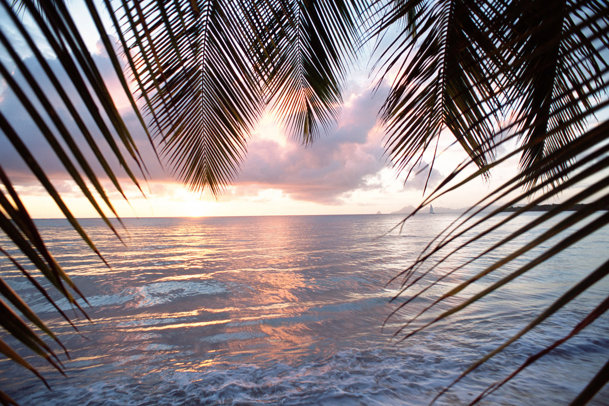 3-piece-acrylic-print-under-palm-leaves