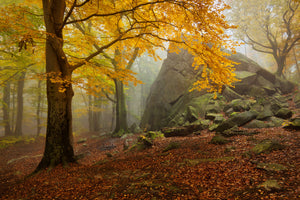aluminium-print-autumn-forest-x
