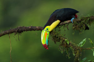 3-piece-acrylic-print-the-colors-of-costa-rica