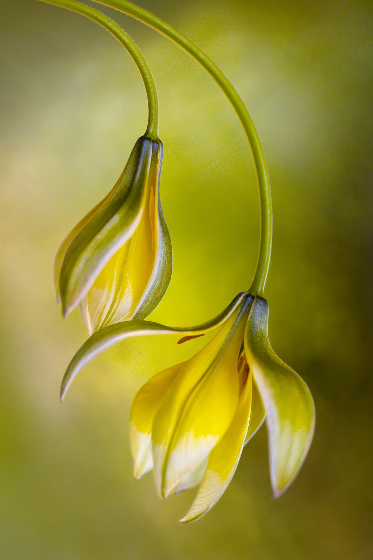 aluminium-print-tulipa