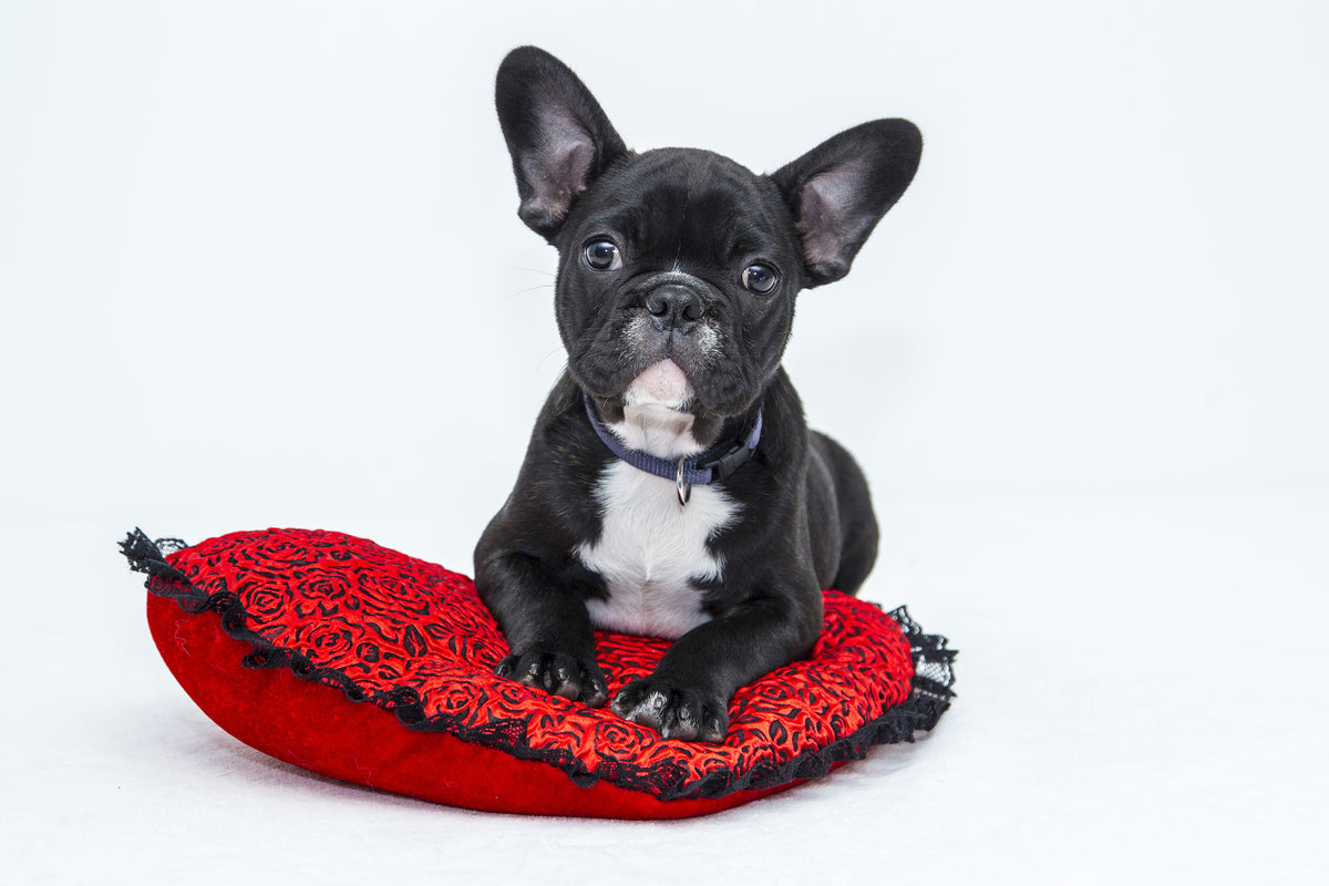 acrylic-print-bulldog-to-fall-in-love