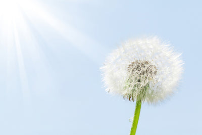 poster-print-dandelion-in-sunbeam