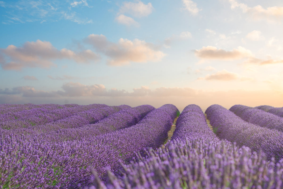 3-piece-acrylic-print-the-blooming-lavender-field