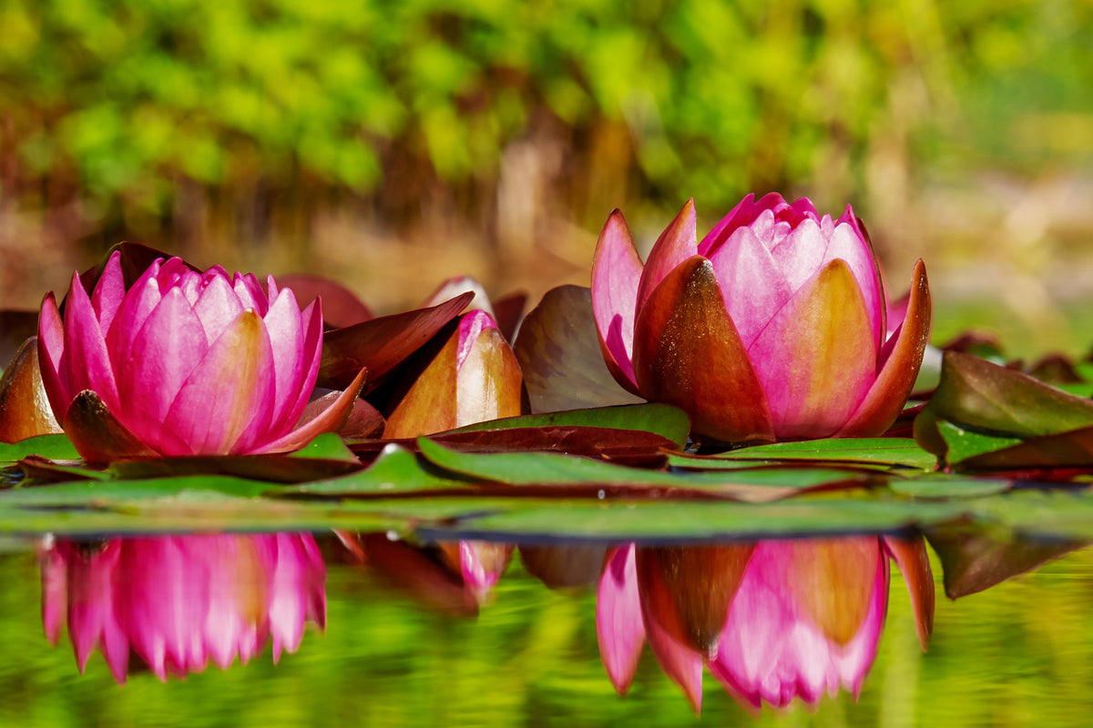 aluminium-print-red-water-lily-trio