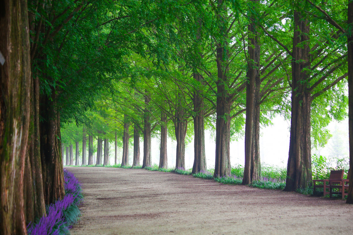 3-piece-canvas-print-beautiful-tree-avenue