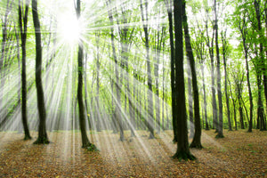 modern-3-piece-canvas-print-magic-light-in-the-trees