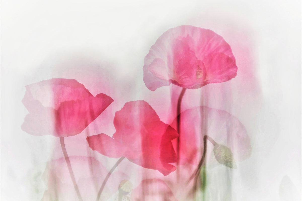 framedcanvas-print-flowers
