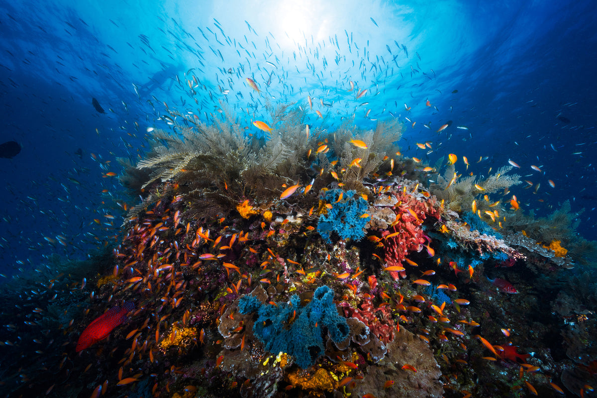 framedcanvas-print-apnea