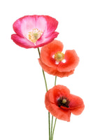 poster-print-colourful-poppies-x