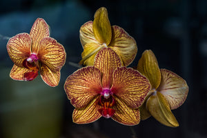 3-piece-acrylic-print-orchidaceae