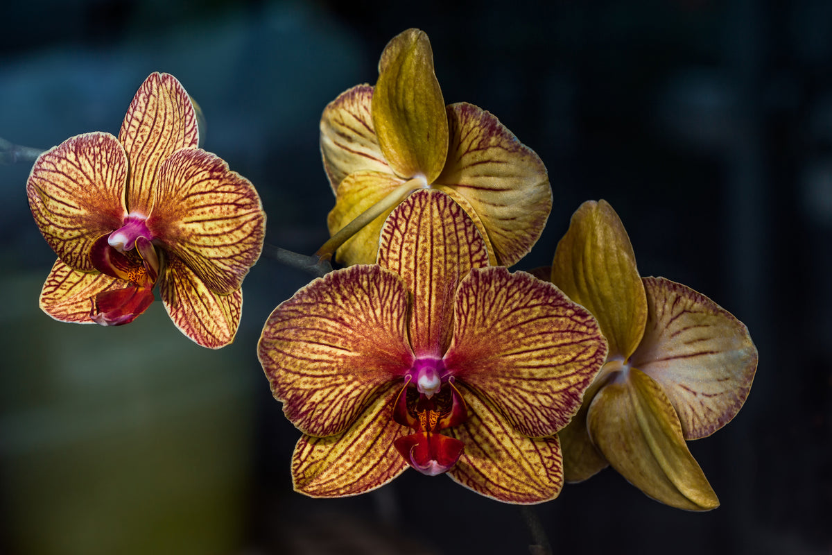 3-piece-acrylic-print-orchidaceae