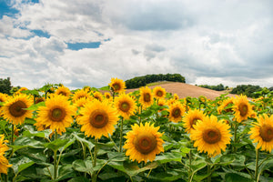 aluminium-print-landscape-with-sunflowers