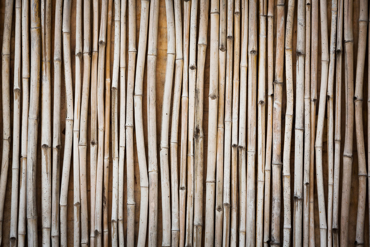 acrylic-print-dried-bamboos