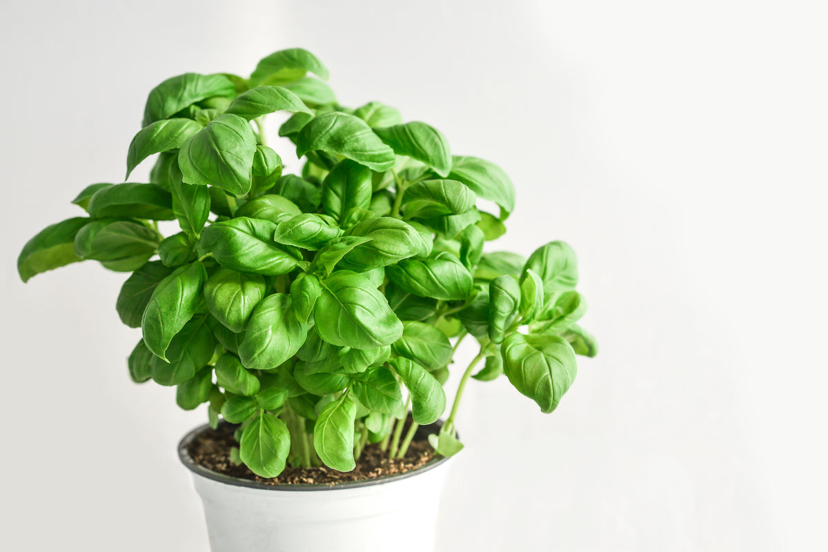 3-piece-acrylic-print-basil-in-the-pot