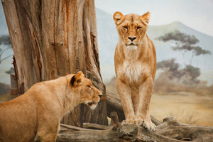 acrylic-print-lions-in-africa