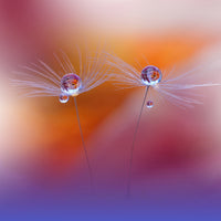 canvas-print-two-worlds