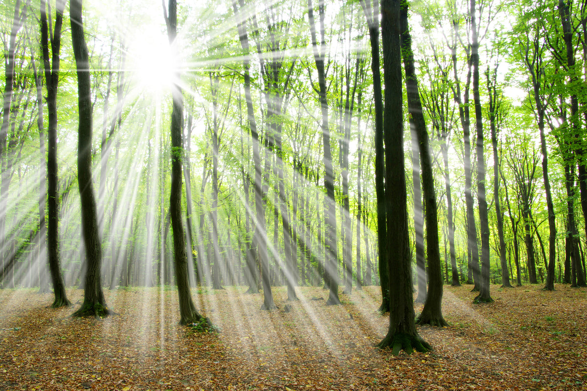 modern-3-piece-aluminium-print-magic-light-in-the-trees
