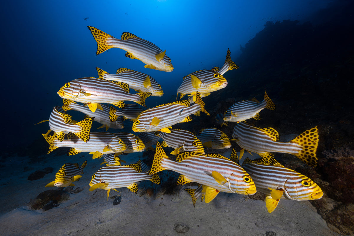 framedcanvas-print-fish-in-the-dance-of-the-waves
