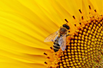 poster-print-bee-on-the-sunflower