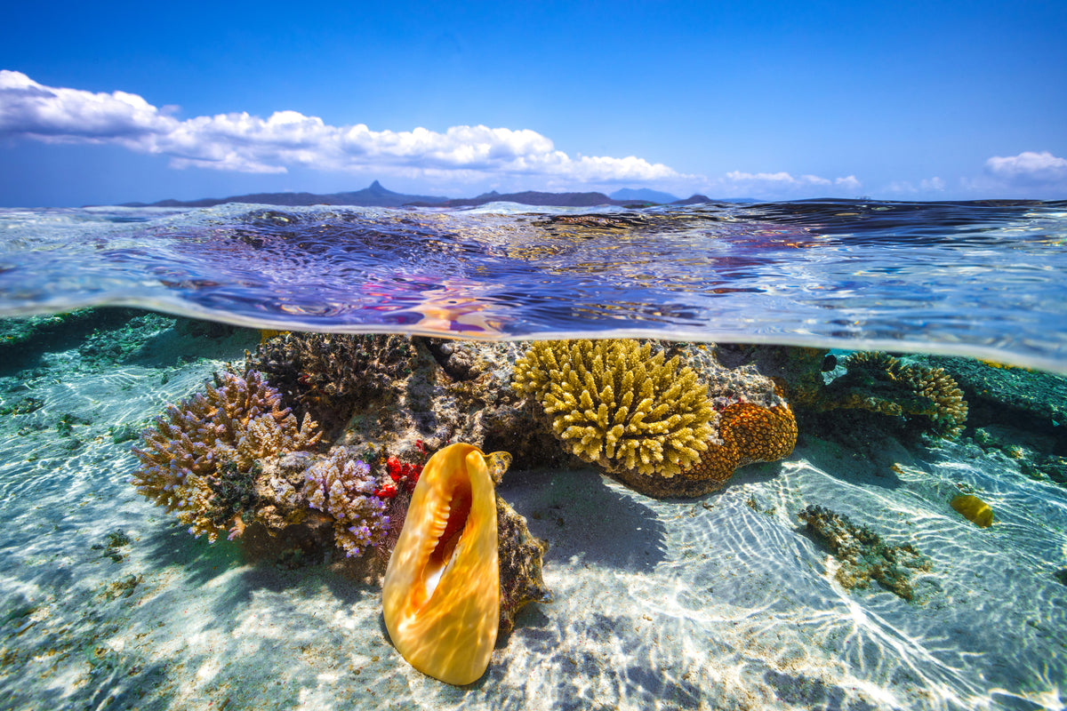 poster-print-lagoon-life