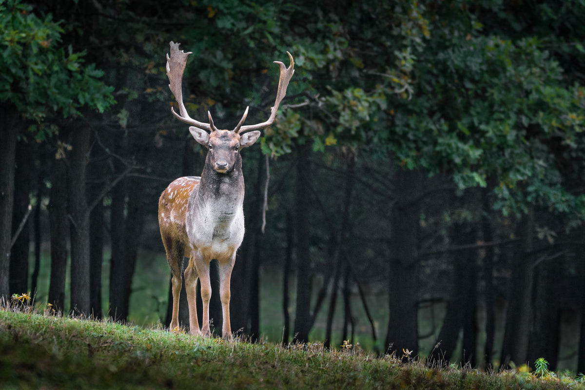 acrylic-print-the-fallow-deer-ii