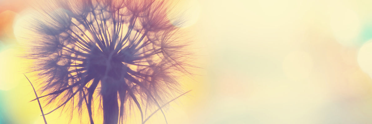 panoramic-3-piece-canvas-print-the-dandelion-in-the-light-panorama