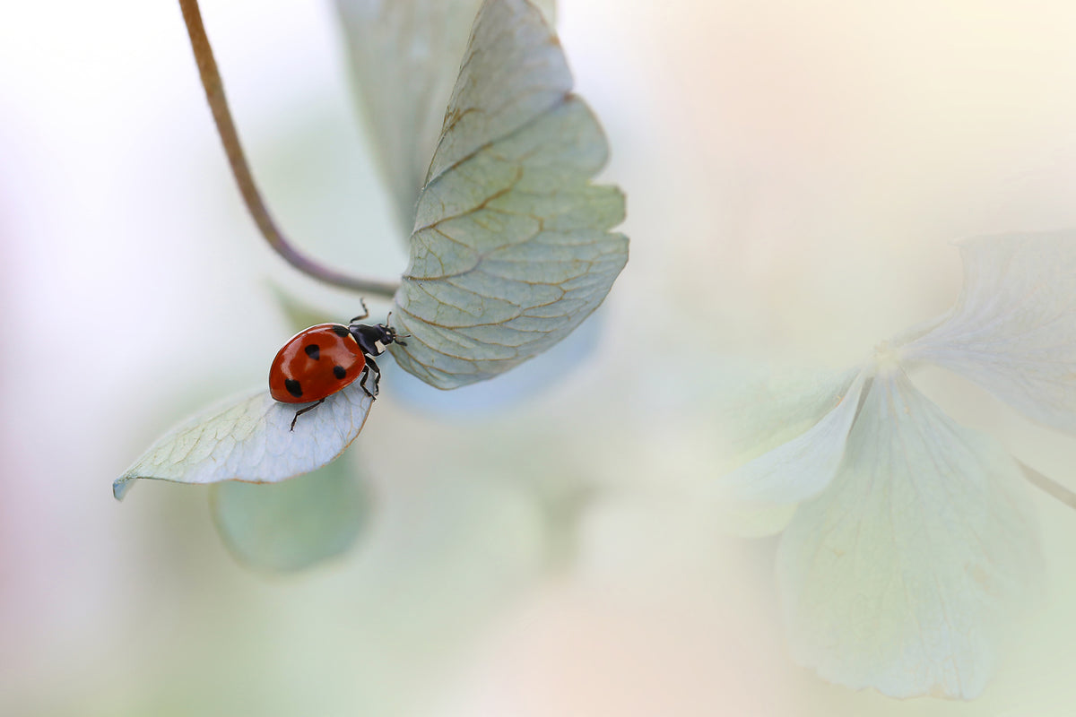 framedcanvas-print-ladybird-on-bluegreen-hydrangea-x