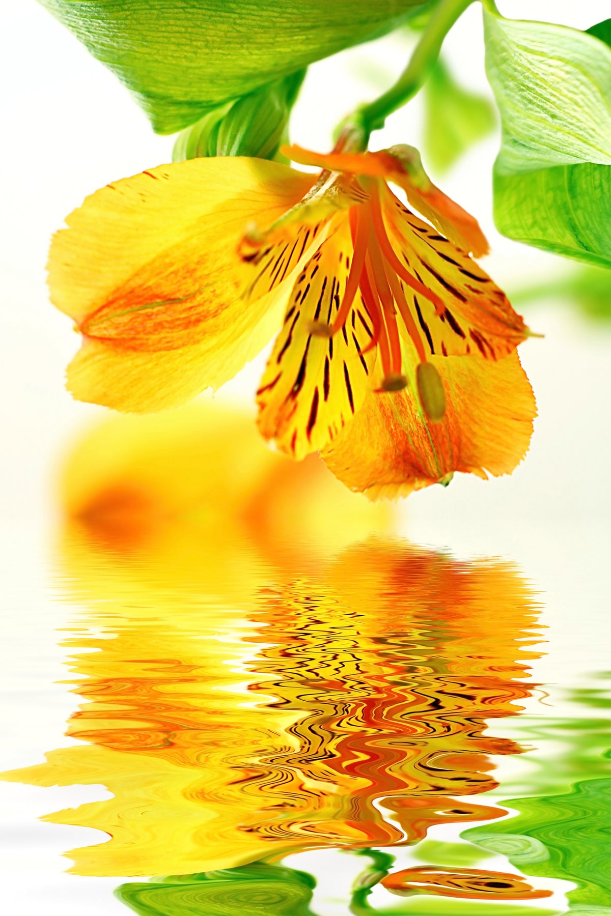 acrylic-print-flowing-orchid-flower