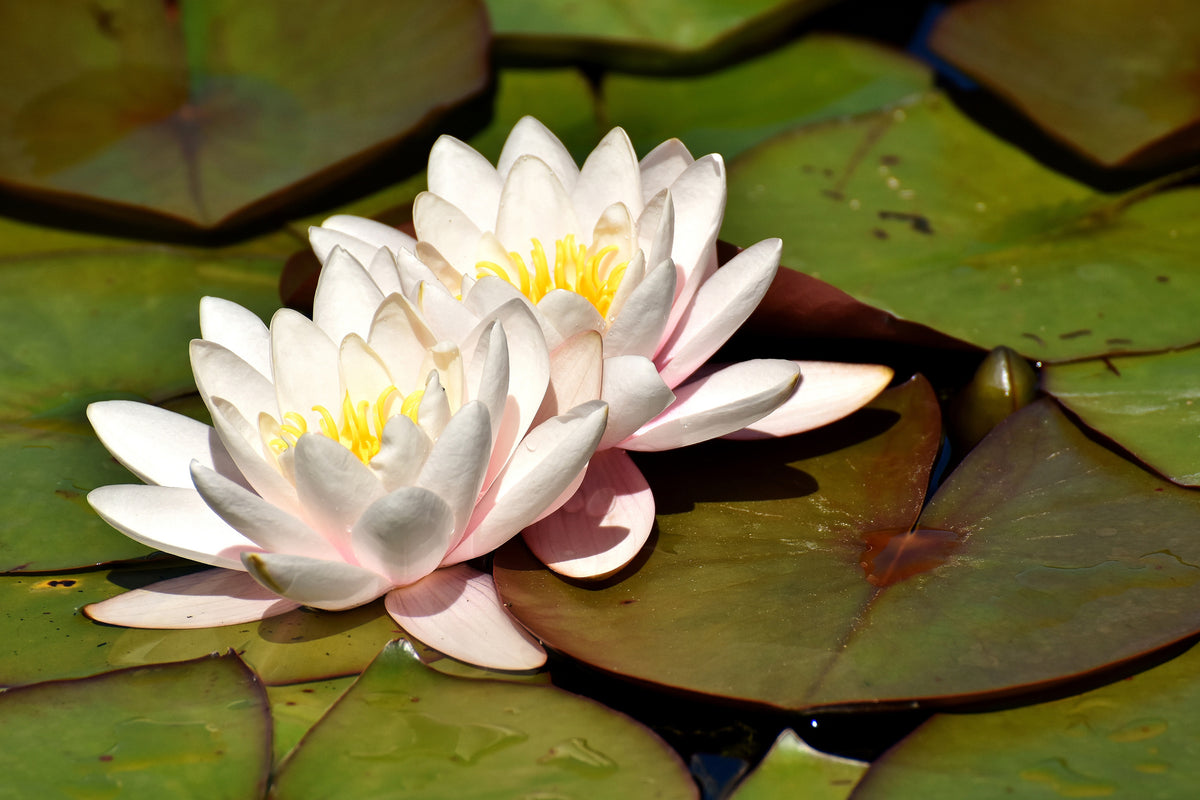 3-piece-canvas-print-water-lily-duo-in-white