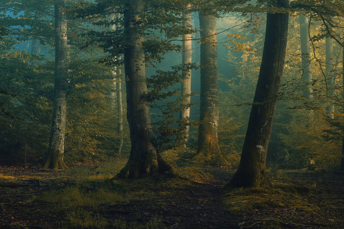 canvas-print-october-colors-x