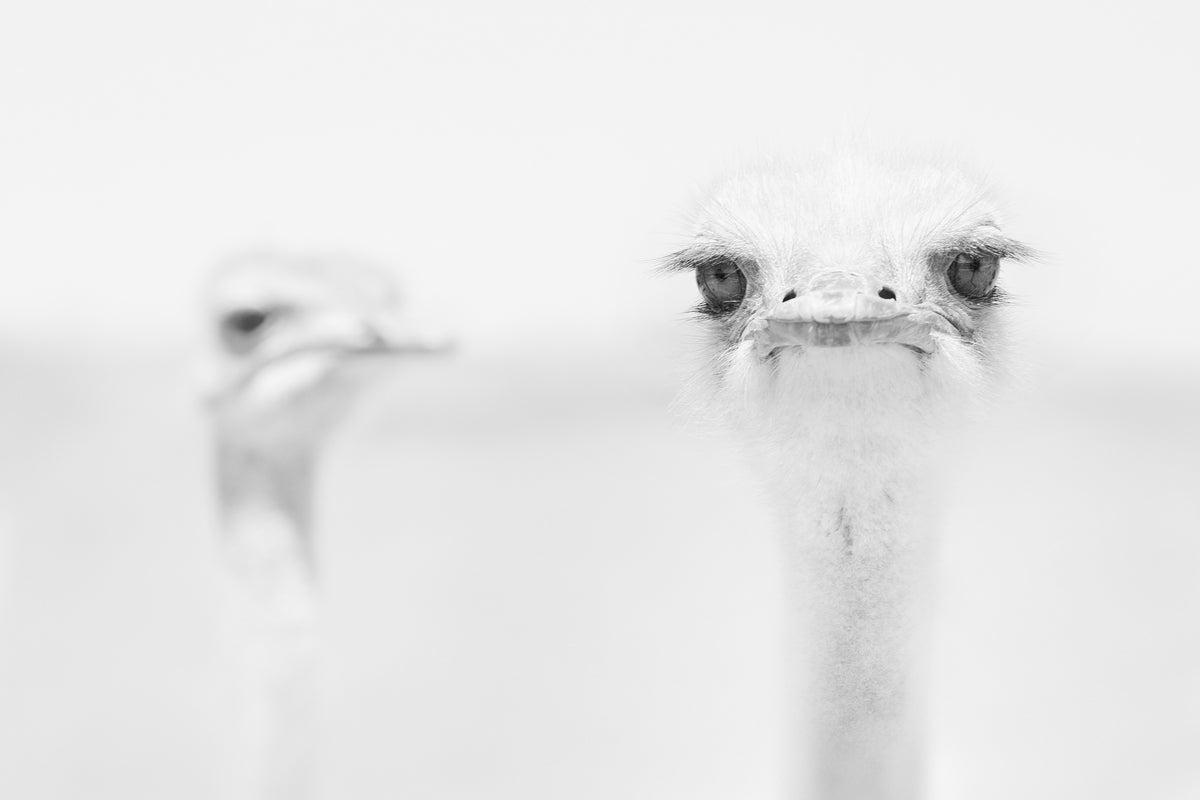 framedcanvas-print-funny-ostrich