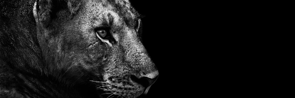 panoramic-aluminium-print-lion-panorama