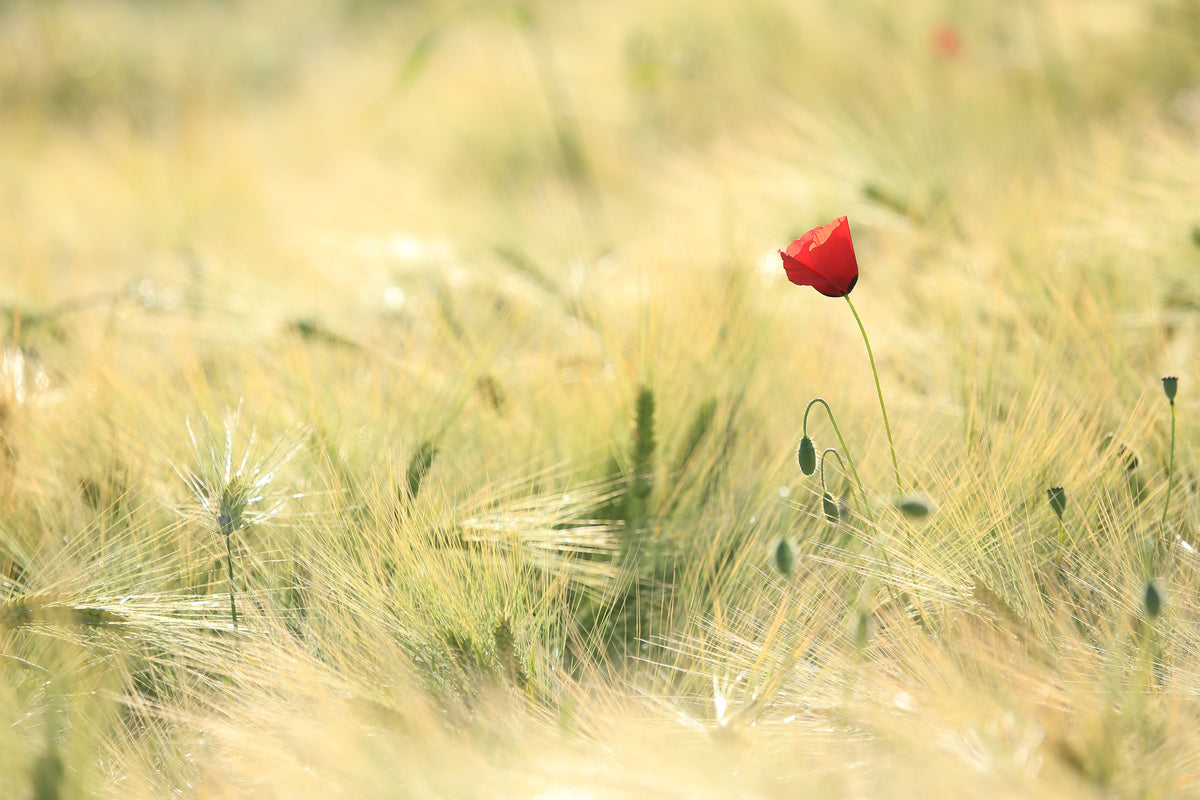 framedcanvas-print-a-poppy