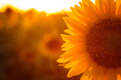 poster-print-macro-sunflower