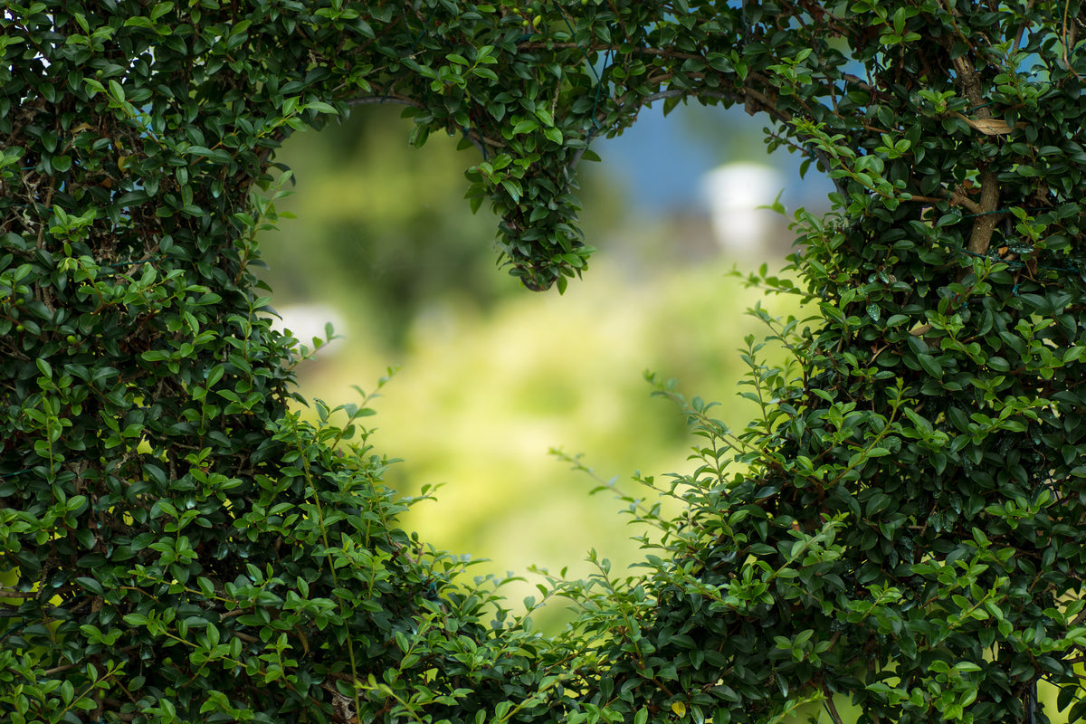 framedcanvas-print-the-heart-in-the-hedge