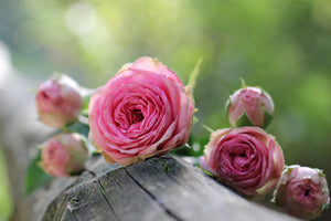 modern-3-piece-canvas-print-bush-roses