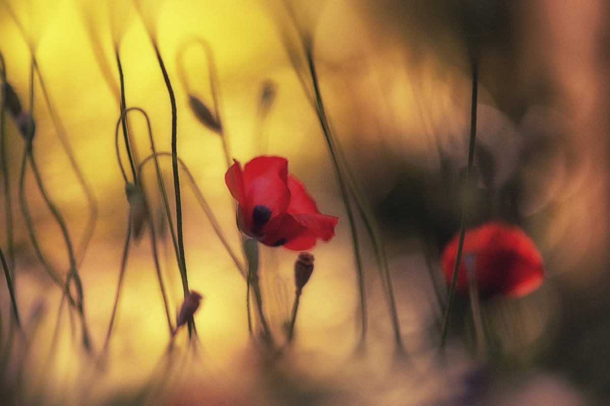 canvas-print-untitled-xvi-p